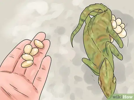 Image titled Tell if a Chameleon Is Male or Female Step 12