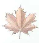 Draw a Maple Leaf