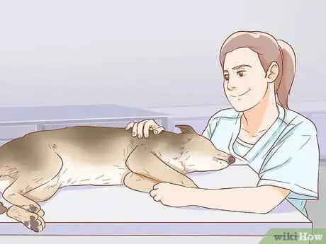 Image titled Help Your Dog Through a Stroke Step 5