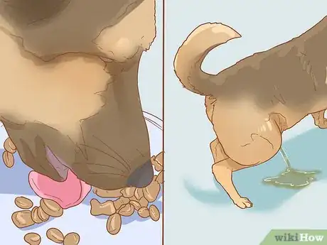 Image titled Stop a Dog from Urinating Inside After Going Outside Step 1