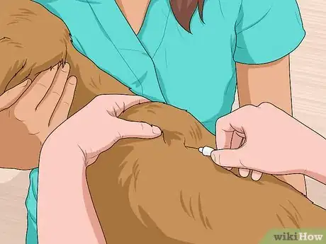 Image titled Nurse a Dog Through Parvo Step 8