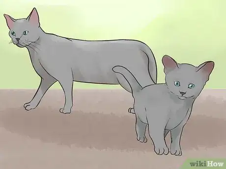 Image titled Identify a Korat Cat Step 13