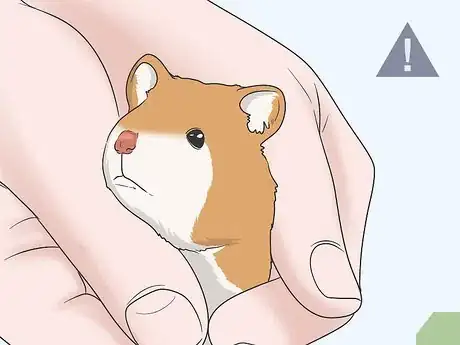 Image titled Hold a Hamster Step 1