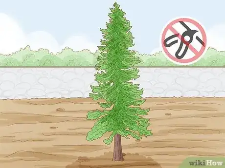 Image titled Prune Evergreen Trees Step 10