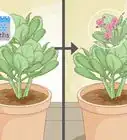 Grow Kalanchoe