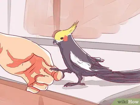 Image titled Tame a Cockatiel Step 11