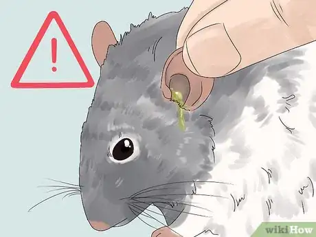 Image titled Spot and Treat Ear Infections in Rats Step 5