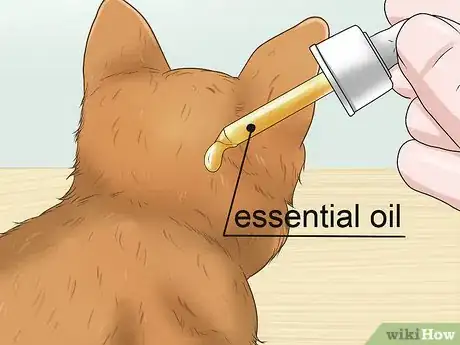 Image titled Calm Your Cat with Aromatherapy Step 16