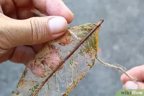 Image titled Make Skeleton Leaves Step 21