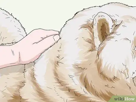 Image titled Identify a Chow Chow Step 9