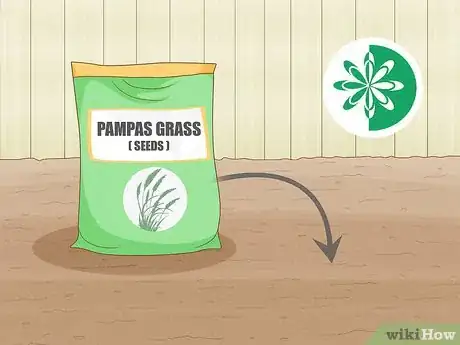 Image titled Grow Pampas Grass Step 1