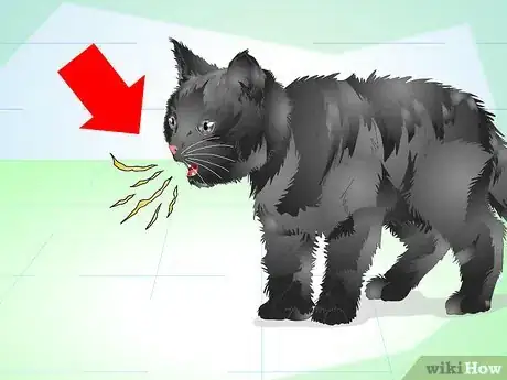Image titled Get Rid of Bad Cat Breath Step 7