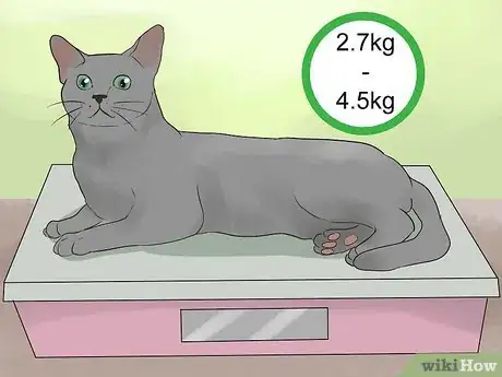 Image titled Identify a Korat Cat Step 12