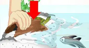 Put a Sucker Fish in a Tank With a Turtle
