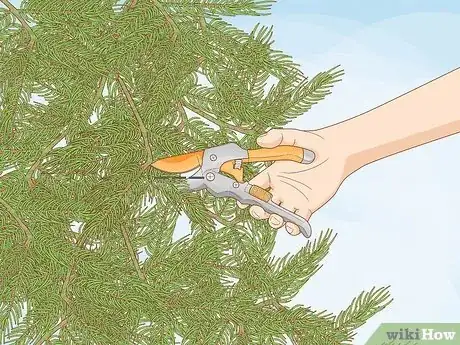 Image titled Prune Evergreen Trees Step 11