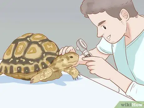 Image titled Care for a Leopard Tortoise Step 2