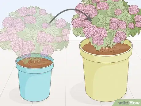Image titled Grow Hydrangeas in a Pot Step 6