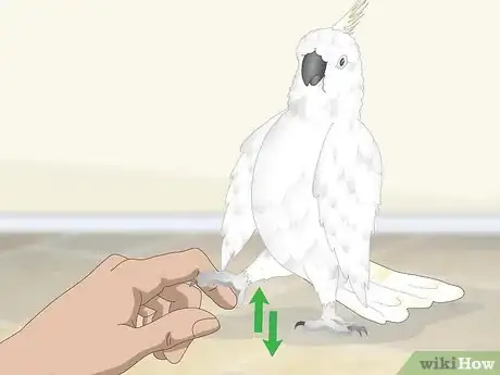 Image titled Bond with a Cockatoo Step 16