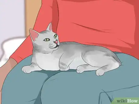 Image titled Identify a Burmilla Cat Step 9