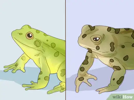 Image titled Tell the Difference Between a Frog and a Toad Step 5