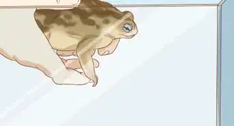 Keep a Wild Caught Toad As a Pet