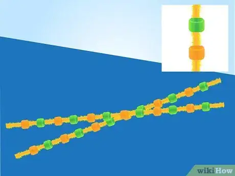 Image titled Make a Model of DNA Using Common Materials Step 11