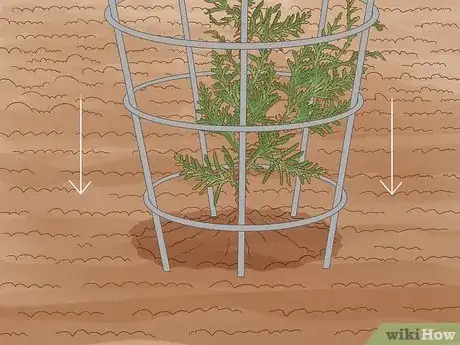 Image titled Plant Cedar Trees Step 20