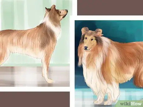 Image titled Select a Male Dog for Breeding Step 7