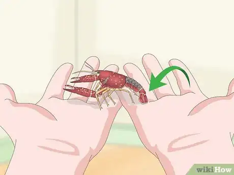 Image titled Play With a Crayfish Step 10