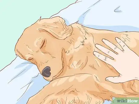 Image titled Help Your Dog Through a Stroke Step 2