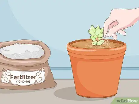 Image titled Propagate Succulent Plant Cuttings Step 16