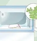 Grow Parsley