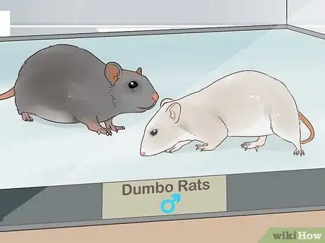 Image titled Care for a Dumbo Rat Step 3