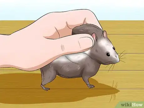 Image titled Feed a Hamster Medicine Step 13