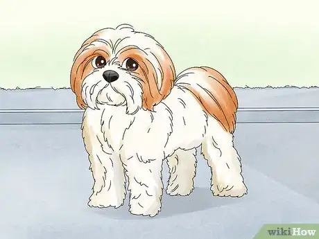 Image titled Treat a Dog UTI Step 1