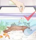 Introduce a Pleco to a Goldfish Tank