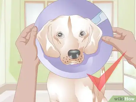 Image titled Get Fatty Tumors Removed in Dogs Step 5
