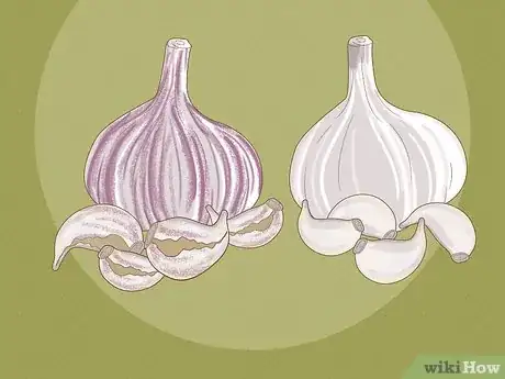 Image titled Grow Garlic Step 4
