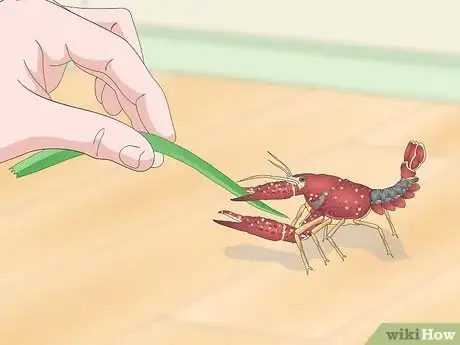 Image titled Play With a Crayfish Step 12