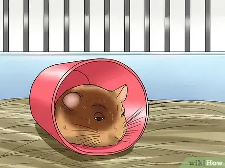 Image titled Diagnose and Treat a Dehydrated Hamster Step 3