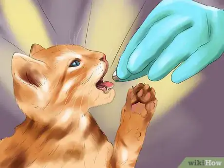 Image titled Identify and Treat Eclampsia in Cats Step 10