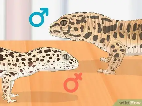 Image titled Sex Leopard Geckos Step 7