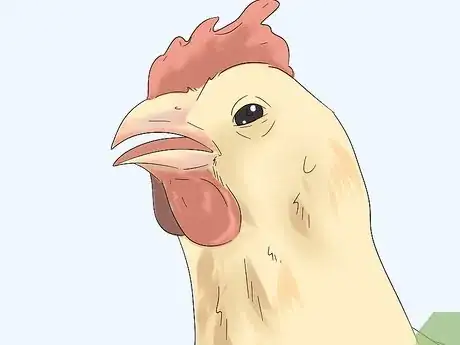 Image titled Determine the Sex of a Chicken Step 9
