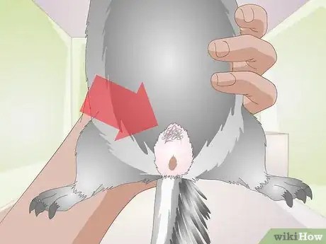 Image titled Breed Chinchillas Step 11
