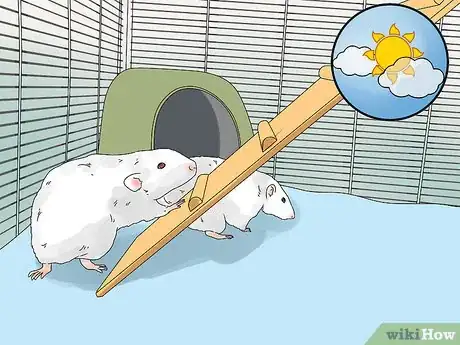 Image titled Introduce a New Pet Rat to Another Rat Step 12
