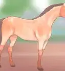Judge a Horse
