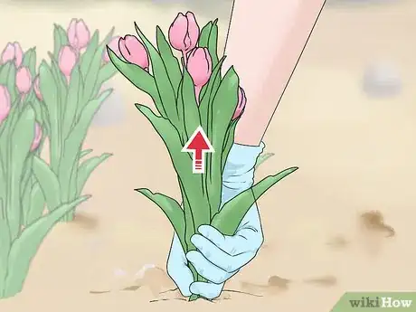 Image titled Harvest Tulips Step 4
