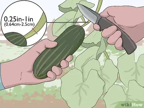 Image titled Pick Cucumbers Step 5