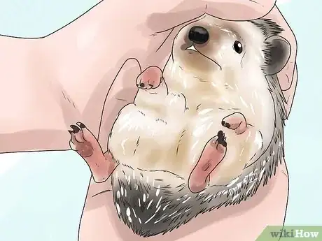 Image titled React when Your Hedgehog Bites You Step 14