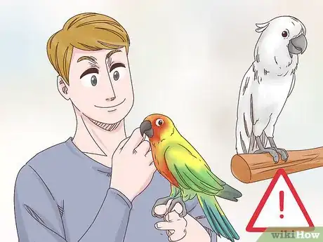 Image titled Treat Psittacine Beak and Feather Disease in Cockatoos Step 12